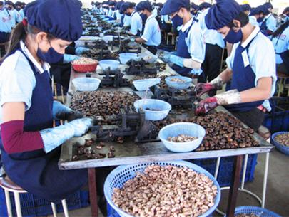 ປີທີ່ 8 ຢ່າງລຽນຕິດ ຫວຽດນາມ ຢືນອັນດັບທີ 1 ຢູ່ໃນໂລກກ່ຽວກັບການ ສົ່ງອອກໝາກມ່ວງຫິມະພານ